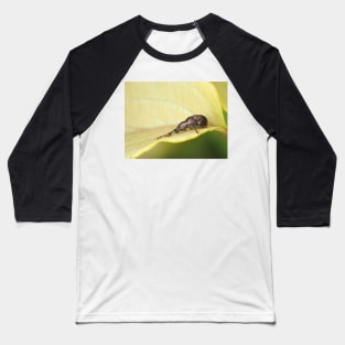Tiny weevil beetle identified as Sciopithes obscurus - Obscure Root Weevil Baseball T-Shirt
